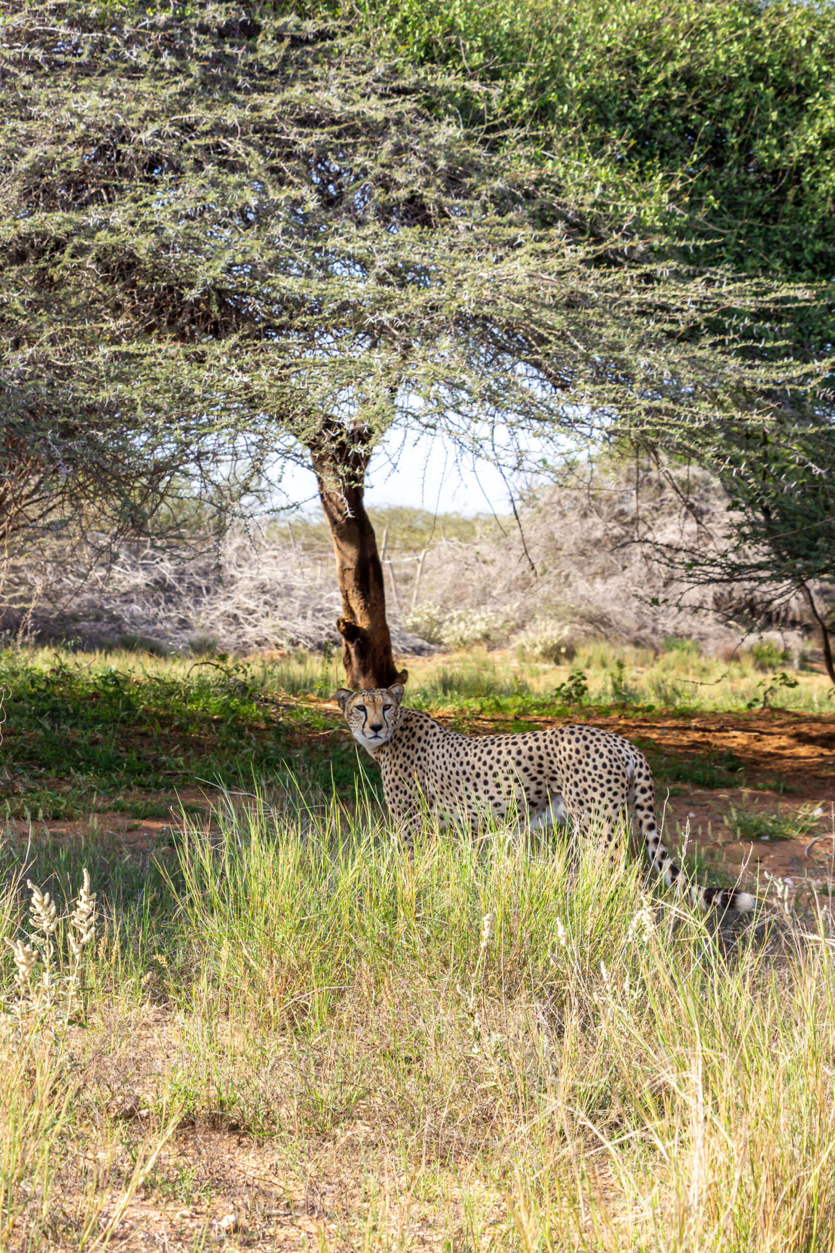 WONDERS OF OUR PLANET, Beauty of wildlife by Camille Massida Photography